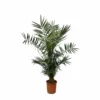 Palmier Des Canaries - H130cm, ø20cm - Très Grande Plante D'intérieur 1 Palmier Des Canaries - H130cm, ø20cm - Très Grande Plante D'intérieur -Jardin Harmonie Soldes Boutique 017de7db406813da