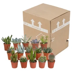 Cactus Et Succulentes, Box De 15 Plantes - H8cm, ø5,5cm - Plantes D'intérieur -Jardin Harmonie Soldes Boutique 02478b3ba3355e15