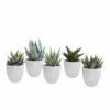 Gasteria, Haworthia Et Leurs Caches-pots Blancs, Box De 5 Plantes - H8cm, ø6cm - Plantes D'intérieur -Jardin Harmonie Soldes Boutique 025a688e9f5ad808
