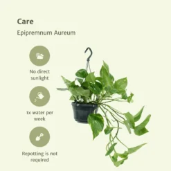 Epipremnum Aureum Scindapsus X2 - H25cm, ø15cm - Plante D'intérieur -Jardin Harmonie Soldes Boutique 02e9e418984afe54