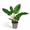 Philodendron Imperial Green - H65cm - ø19cm - Plante D'intérieur 2 Philodendron Imperial Green - H65cm - ø19cm - Plante D'intérieur -Jardin Harmonie Soldes Boutique 03fbc8ddca32707c