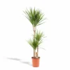 Dracaena Marginata - H120cm, ø21cm - Très Grande Plante D'intérieur
