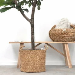 Ficus Lyrata Boom Xxl - H180cm, ø30cm - Très Grande Plante D'intérieur -Jardin Harmonie Soldes Boutique 04c35981803d9394