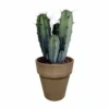 Myrtillocactus - H40cm, ø17cm - Plante D'intérieur Facile D'entretien -Jardin Harmonie Soldes Boutique 04e25bc011a942e5
