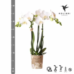 Orchidée Blanche Phalaenopsis - H35cm, ø9cm - Plante D'intérieur Fleurie -Jardin Harmonie Soldes Boutique 058b8eef96e95812