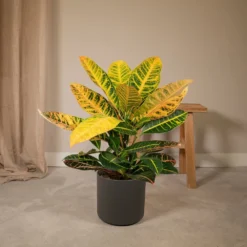 Codiaeum Petra Croton - H45cm, ø17cm - Plante D'intérieur -Jardin Harmonie Soldes Boutique 05e005bbb97ee601