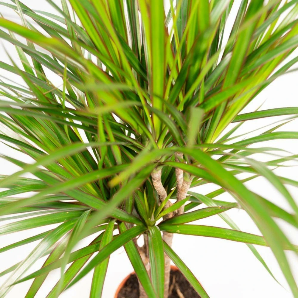 Dracaena Marginata - H60cm, ø14cm - Plante D'intérieur 5 Dracaena Marginata - H60cm, ø14cm - Plante D'intérieur – Image 3