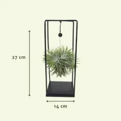 Tillandsia Et Son Support En Cube - H35cm, ø20cm - Plante D'intérieur Tombante -Jardin Harmonie Soldes Boutique 07dcd3d6b0c49e5f