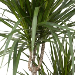 Dracaena Marginata - H115cm, ø21cm - Très Grande Plante D'intérieur -Jardin Harmonie Soldes Boutique 07fbb3a2dafa42b8
