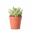 Echeveria Miranda - H13cm, ø9cm - Plante D'intérieur -Jardin Harmonie Soldes Boutique 0845f7d7933743ac