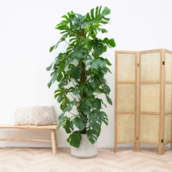 Monstera Deliciosa Xxl - H225cm, ø35cm - Très Grande Plante D'intérieur -Jardin Harmonie Soldes Boutique 0886f4c754e96bb4