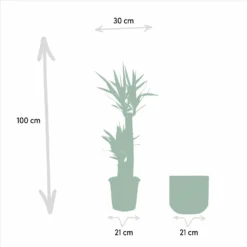 Yucca Et Son Cache-pot Doré - H100cm, ø21cm - Très Grande Plante D'intérieur -Jardin Harmonie Soldes Boutique 0abfac6d95279d2d