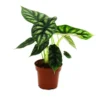 Alocasia Baginda Dragon Scale - Tropical Arum - Alocasia - Dragon Scale Arrow Leaf - Pot 12cm -Jardin Harmonie Soldes Boutique 0b3a6c98a95e587a