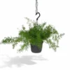Asparagus Sprengeri Hang - H35cm, ø17cm - Plante D'intérieur Tombante -Jardin Harmonie Soldes Boutique 0c6fab256b89deb8