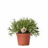 Rhipsalis Baccifera - H10cm, ø6cm - Plante D'intérieur -Jardin Harmonie Soldes Boutique 0c779f26269abae2
