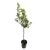 Amandier 'Ferraduel' : Gobelet 3 Ans Pot -Jardin Harmonie Soldes Boutique 1015037 1715221