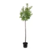 Abricotier 'Bergeval'® :1/2 Tige Pot -Jardin Harmonie Soldes Boutique 1015040 1715236