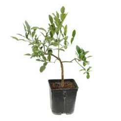 Combava AB 'Citrus Hystrix' Pot 3L -Jardin Harmonie Soldes Boutique 1022437 004