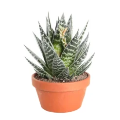 Cactus Et Succulente Mix : Pot D.17cm - H.20cm -Jardin Harmonie Soldes Boutique 1024299 006
