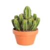 Cactus Et Succulente Mix : Pot D.17cm - H.20cm -Jardin Harmonie Soldes Boutique 1024299 1717063