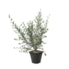 Olivier, Olea Europeae : Pot 4L -Jardin Harmonie Soldes Boutique 1024362 1717117