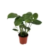 Monstera 'Deliciosa Pot D.17 Cm - H.65cm -Jardin Harmonie Soldes Boutique 1024744 1471621