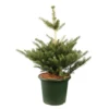 Abies Koreana 'Molli' Pot D6cm -Jardin Harmonie Soldes Boutique 1024764 001