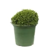 Chamaecyparis Pisifera 'Hime-Sawara' Pot D2,5cm -Jardin Harmonie Soldes Boutique 1024766 1471732