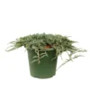 Juniperus Horizontalis Varié Pot D2,5cm -Jardin Harmonie Soldes Boutique 1024767 1471735
