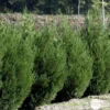 Cupressocyparis Leylandii '2001' Pot 30L -Jardin Harmonie Soldes Boutique 1024811 1471864