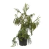 Cryptomeria Japonica 'Rasen-sugi' Pot 7,50 L