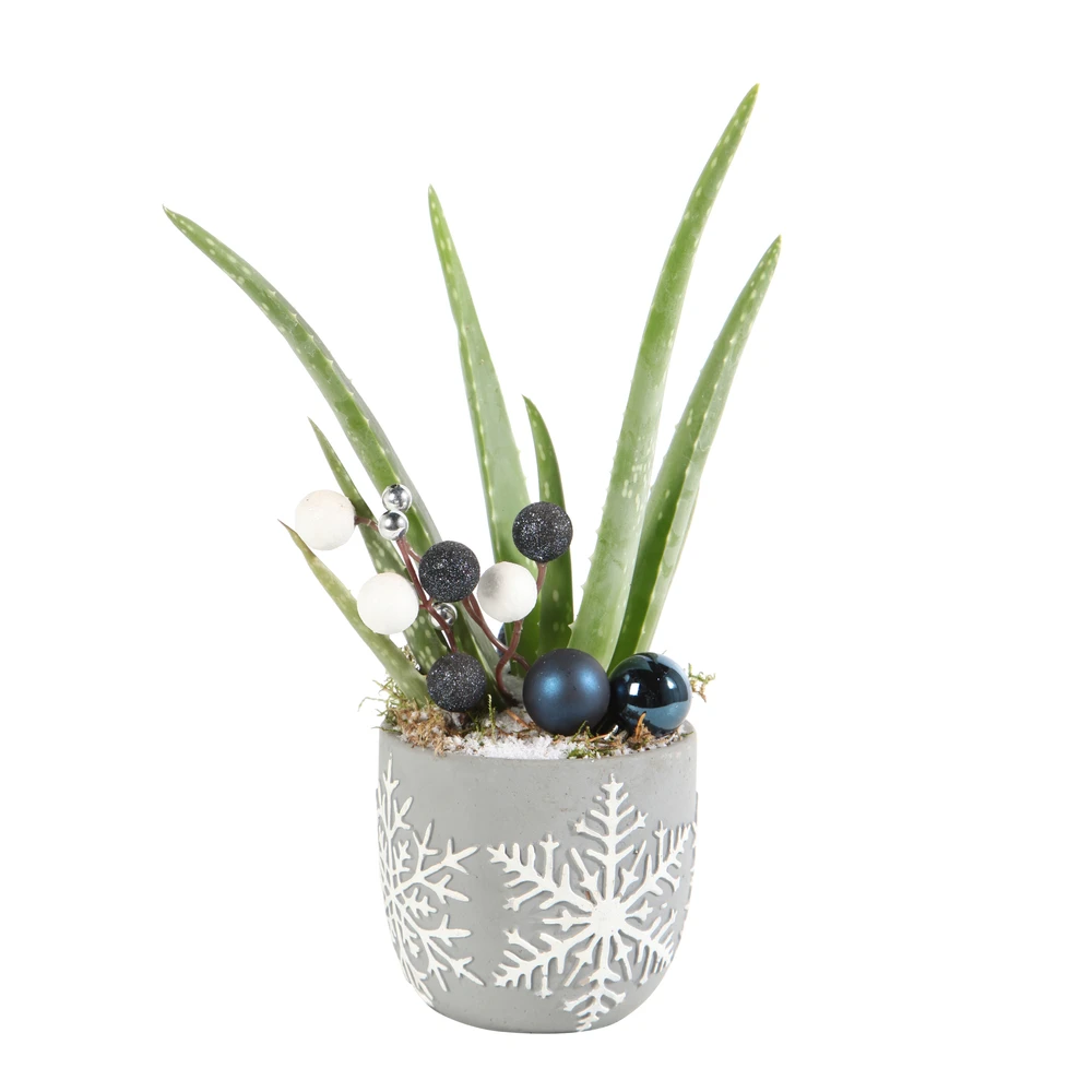 Aloe Vera, Décors Thème Montagne : Pot D.11 Cm - H.35 Cm 4 Aloe Vera, Décors Thème Montagne : Pot D.11 Cm - H.35 Cm – Image 2