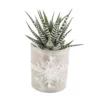 Haworthia En Verrerie H18cm X D9cm -Jardin Harmonie Soldes Boutique 1041225 1729363