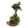 Ficus Ginseng : H35cm Socle Bois, Contenant En Verre D21 Cm -Jardin Harmonie Soldes Boutique 1043386 1732033