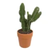 Cactus : H40cm Pot Terre Cuite D20 Cm -Jardin Harmonie Soldes Boutique 1043860 001