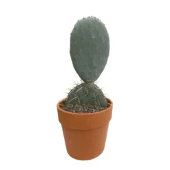 Cactus : H40cm Pot Terre Cuite D20 Cm -Jardin Harmonie Soldes Boutique 1043860 002
