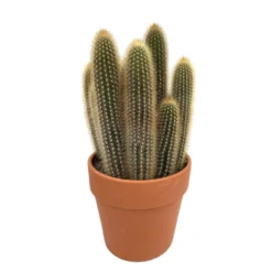 Cactus : H40cm Pot Terre Cuite D20 Cm -Jardin Harmonie Soldes Boutique 1043860 004