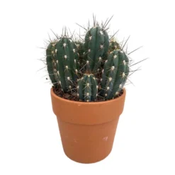 Cactus : H40cm Pot Terre Cuite D20 Cm -Jardin Harmonie Soldes Boutique 1043860 005