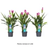 Curcuma 'Siam Splash' H50cm, Pot D13cm -Jardin Harmonie Soldes Boutique 1044355 1494373