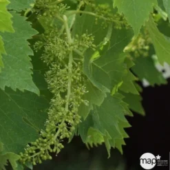 Vigne Variée : Pot 100L -Jardin Harmonie Soldes Boutique 1045083 1734520 1