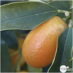 Kumquat Sur 1/4 Tige : Pot 2L -Jardin Harmonie Soldes Boutique 1045106 003