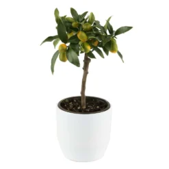 Kumquat Sur 1/4 Tige : Pot 2L -Jardin Harmonie Soldes Boutique 1045106 004