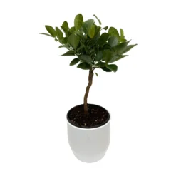 Mandarinier 'Pursha' En 1/4 De Tige Pot 2L -Jardin Harmonie Soldes Boutique 1045107 2027656