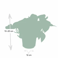 Epipremnum Happy Leaf Scindapsus - H15cm, ø12cm - Plante D'intérieur Tombante -Jardin Harmonie Soldes Boutique 1046f5608f3c7eca