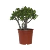 Crassula Ovata 'Minor' H30cm : Pot D17cm -Jardin Harmonie Soldes Boutique 1055574 2001848