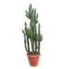 Euphorbe Erythrea 3 Pieds H220cm : Pot Ø50cm -Jardin Harmonie Soldes Boutique 1055650 2073403