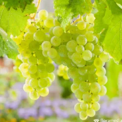 Vigne Variée : Pot 100L -Jardin Harmonie Soldes Boutique 1056072 2115060 1