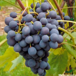 Vigne Variée : Pot 100L -Jardin Harmonie Soldes Boutique 1056072 2115063 1