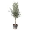 Olivier, Olea Europeae, ' Cipressino ' : Pot 70L -Jardin Harmonie Soldes Boutique 1060365 2058649