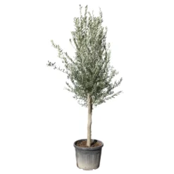 Olivier, Olea Europeae, ' Cipressino ' : Pot 70L